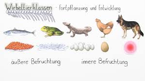 Das deckblatt ist das erste dokument, welches der leser ihrer bewerbung sehen wird. Vergleich Der Grundprinzipien Von Wirbeltierklassen Und Wirbellosen Online Lernen