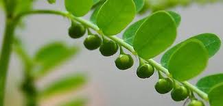 Image result for Phyllanthus beillei