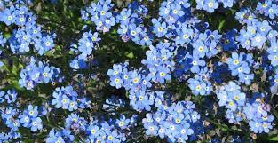 Les fleurs bleues sont très présentes dans les jardins qu'elles animent par leur teinte très lumineuse et très variée. Je Veux Des Fleurs Bleues Sur Mon Balcon M6 Deco Fr