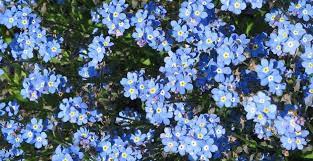 La couleur bleue désigne la tendresse, la poésie. Je Veux Des Fleurs Bleues Sur Mon Balcon M6 Deco Fr