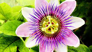 Passionflower For Dogs Calming Organic Spikes Jpg 1200 671 Passion Flower Flowers Calm Dogs