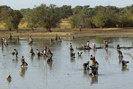 Image result for Pycreus fluminalis