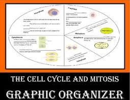 Bioflix Activity Mitosis The Cell Cycle The Cell Cycle And Mitosis Graphic Organizer This Organizer Will Simplify The Cell Cycle I Pmat C The Organizer Includ Mitosis Cell Cycle Graphic Organizers