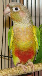 Green Bird With Red Cheeks Pineapple Conure Pineapple Conure Conure Conure Parrots