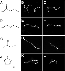 The process by which grain is pearled. Oleate Vesicle Pearling And Division With Various Thiols In The Download Scientific Diagram