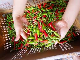 Banyak pokok cili padi yang. Cili Merah Harga