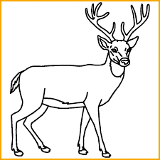 Check spelling or type a new query. 6969 Sketsa Gambar Hewan Terbaik Paling Unik Menarik Sindunesia