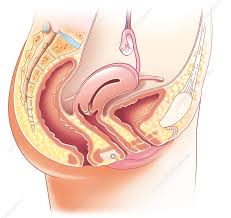 Laparoscopic anatomy of the female pelvic region. Female Pelvic Anatomy Artwork Stock Image C010 7098 Science Photo Library