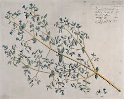 Image result for Dicliptera paniculata