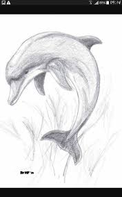 Epingle Par Mirou Mannou Sur Drawing Dauphin Dessin Dessin D Animal Dessin Nature