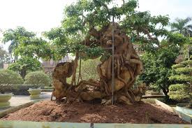 We did not find results for: An Amazing Harry Potter Mandrake Plant In Vietnam Ken Ritley