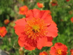 The plant does not usually grow very tall. Geum Avens A To Z Flowers