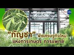 ก ญชา พ ชยาเสพต ด ส พ ชเศรษฐก จใหม แห งการเกษตร แพทย youtube ก ญชา ย ท บ