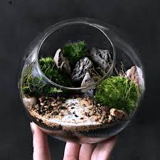 Desktop Ecosphere Moss Terrarium Orb From Apollo Box Terrarium Garden Terrarium Moss Terrarium