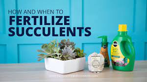 Fertilizing just once a year is just right for most cactus and other succulents. How And When To Fertilize Succulents And What Fertilizers To Use Youtube