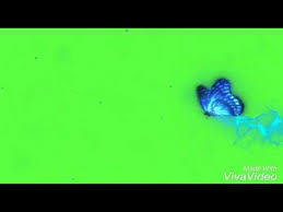 Kinemaster Butterfly Green Screen Video Use Please Youtube In 2020 Green Screen Video Backgrounds Greenscreen Iphone Background Images