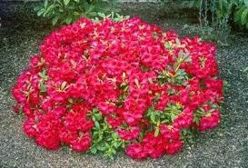 Red Rhododendrons For Sale Brighterblooms Com Shrubs Plants Gardening For Beginners