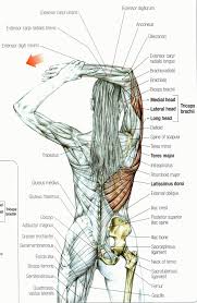 Pin Von Mirna Arias Auf Back Study Anatomie Muskeln Yoga Anatomie Anatomie Und Physiologie