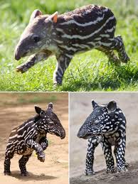 Image result for tapir