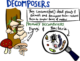 Kid S Corner Decomposers Page When you have an empty bottle, do you recycle it so the plastic or glass can be used again? kid s corner decomposers page