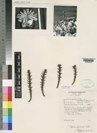 Image result for Euphorbia fanshawei