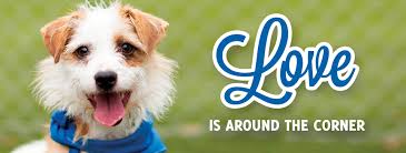 Our rescues are placed into foster homes until they are. Dog Adoption Center The Y Guide