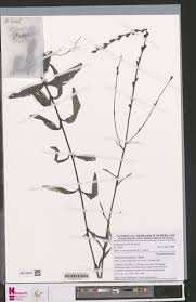 Image result for Buchnera leptostachya