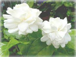 Middle notes are gardenia and frangipani; Jasmine These Look Like Gardenias But They Are Lovely Floral Display Flowers Tropical Flowers