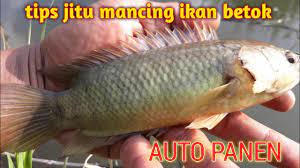 Umpan Kangkung Memang Jitu Untuk Mancing Ikan Betok Di Spot Seperti Ini Youtube