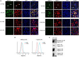 frontiers expression of siglec e alters the proteome of