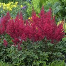 astilbe bloom time rebelmale co