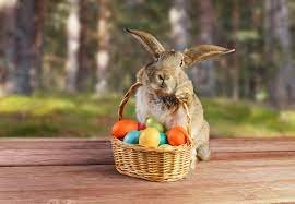 Like santa claus, the easter bunny is a secular symbol of a christian holiday. The Easter Bunny History Of The Rabbit Essential Worker And When It S Supposed To Deliver Eggs