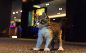 Sinema Salonunda Bulunan Kedi Popcorn Buyuk Ilgi Goruyor