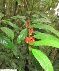 Image result for Pauridiantha paucinervis