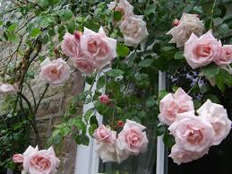 These vary in size, appearance, and cold hardiness. New Dawn Rose Rambler Container Flowers Climbing Roses July Flowers