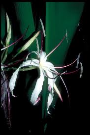 Image result for Crinum rautanenianum