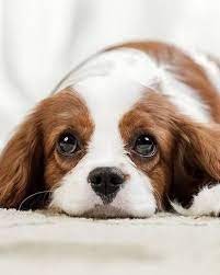 20 Most Adorable Dog Breeds Cute Dogs Breeds Dog Breeds Cute Puppy Breeds