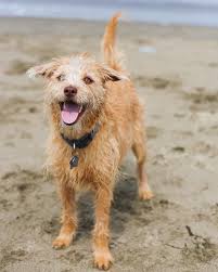 Happy Puppy It S A Good Life Happy Puppy Life Is Good Puppies