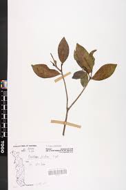 Image result for Peddiea fischeri