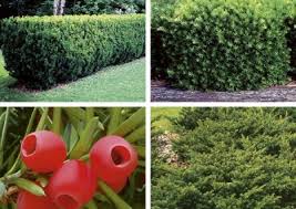 Image result for Thesium reekmansii