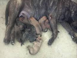 We raise akc registered bull mastiffs and are totally impressed by these massive but gentle dogs and you will be too. Akc Bullmastiff Puppies For Sale In Tampa Florida Classified Americanlisted Com