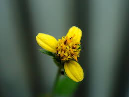 Image result for Bidens biternata