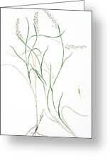 Image result for Capillipedium