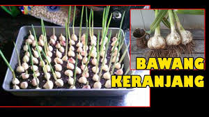 Bawang putih di rumah, yang bisa anda coba dan praktekan langsung. Manfaat Tutorial Tanam Bawang Putih Subur Lebat Umbi Dlm Pot Easy Grow Onion In Pot Youtube
