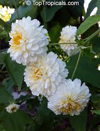 Image result for Montanoa bipinnatifida