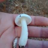 Image result for Russula perlactea