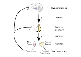 Hypothalamic Pituitary Gonadal Axis Wikipedia