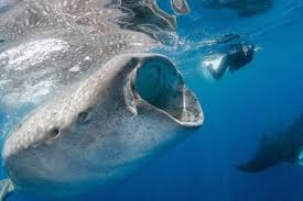 Dimana laut menjadi paru paru bagi dunia ini. 10 Hewan Laut Raksasa Paling Indah Dan Menakjubkan Mana Favoritmu