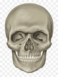 Skull Human Skeleton Skull Face People Head Png Pngwing