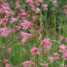 Image result for Tritonia moggii